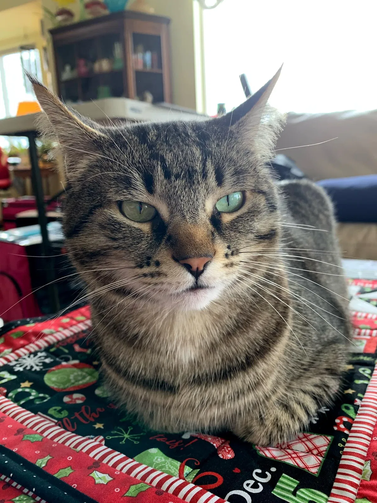 Lost cat in Arlington, WA, 98223