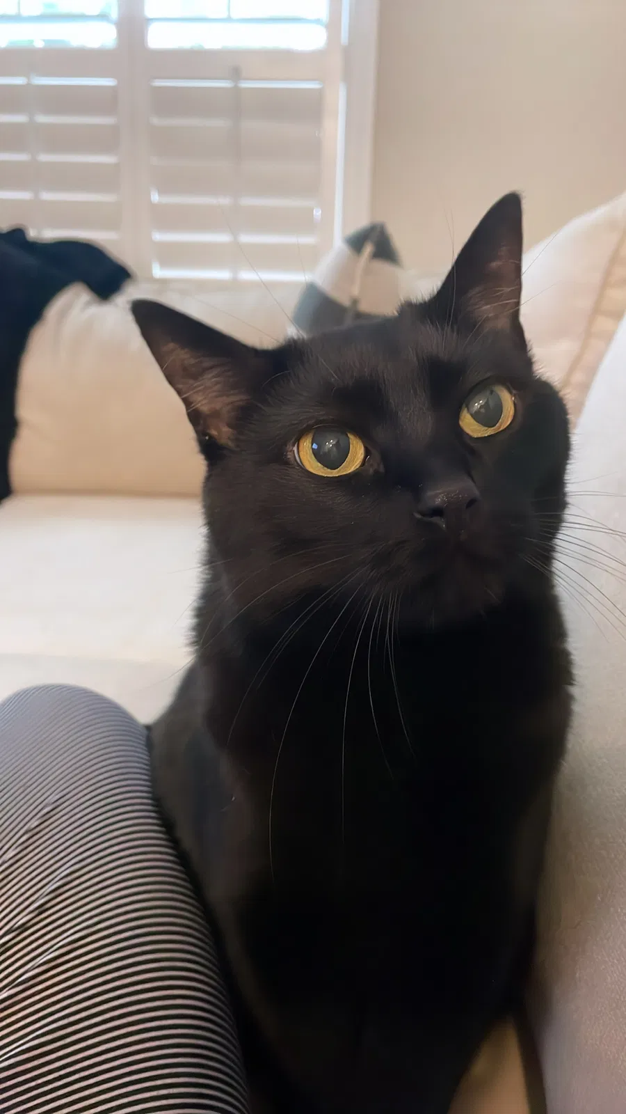 Lost cat in Knoxville, TN, 37923