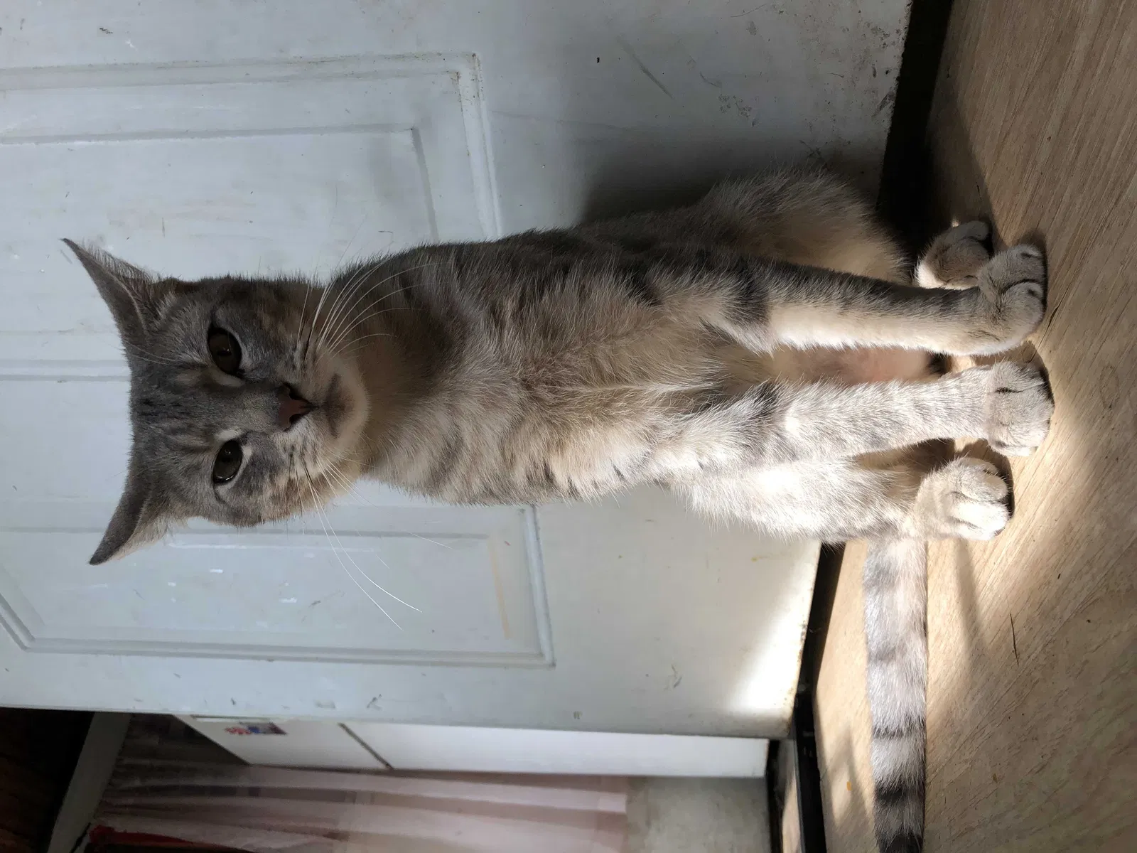 Lost cat in Lakewood, NJ, 8701