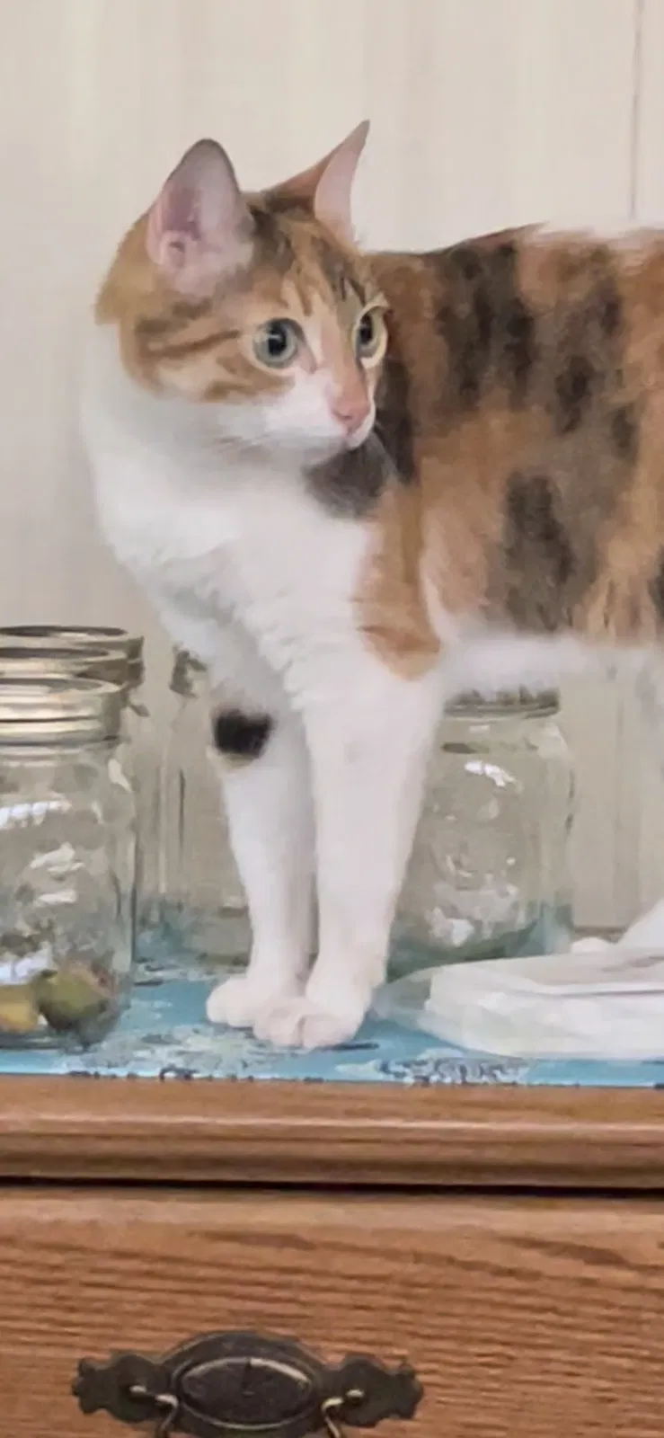 Lost cat in Wildwood, FL, 34785