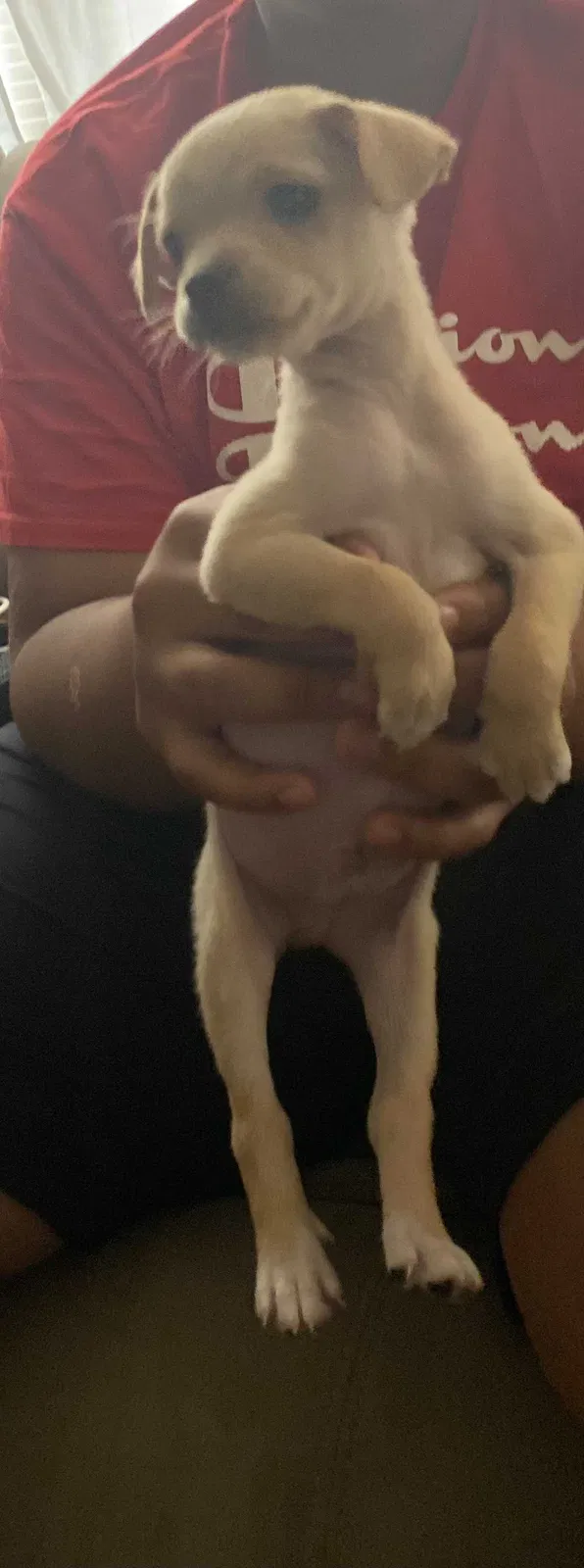 Lost dog in Houston, TX, 77055
