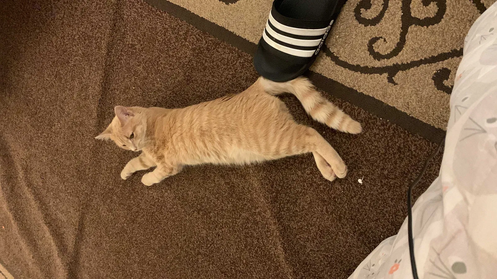 Lost cat in Centreville, VA, 20120