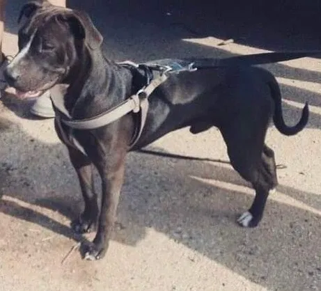 Lost dog in Oklahoma City, OK, 73139