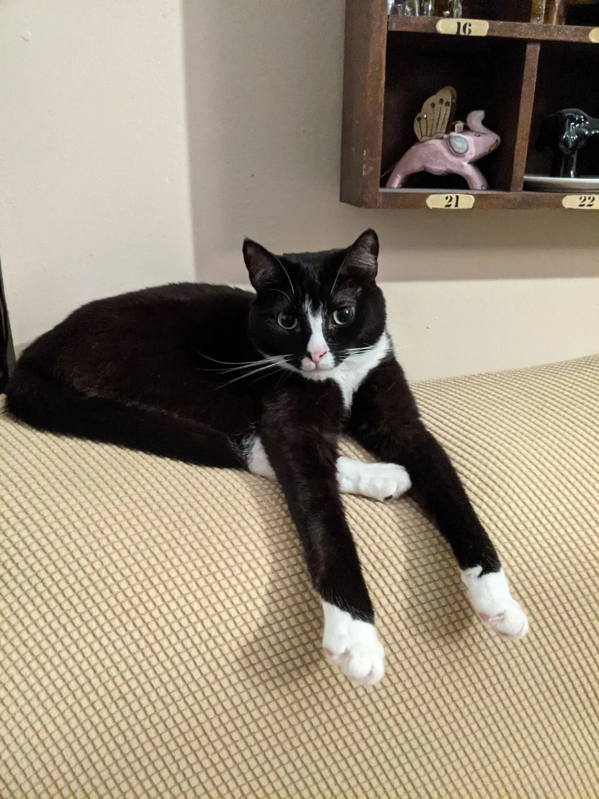 Lost cat in Milton, NY, 12547