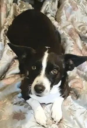 Lost dog in Thomasville, NC, 27360