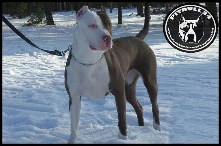 Lost dog in Amarillo, TX, 79107