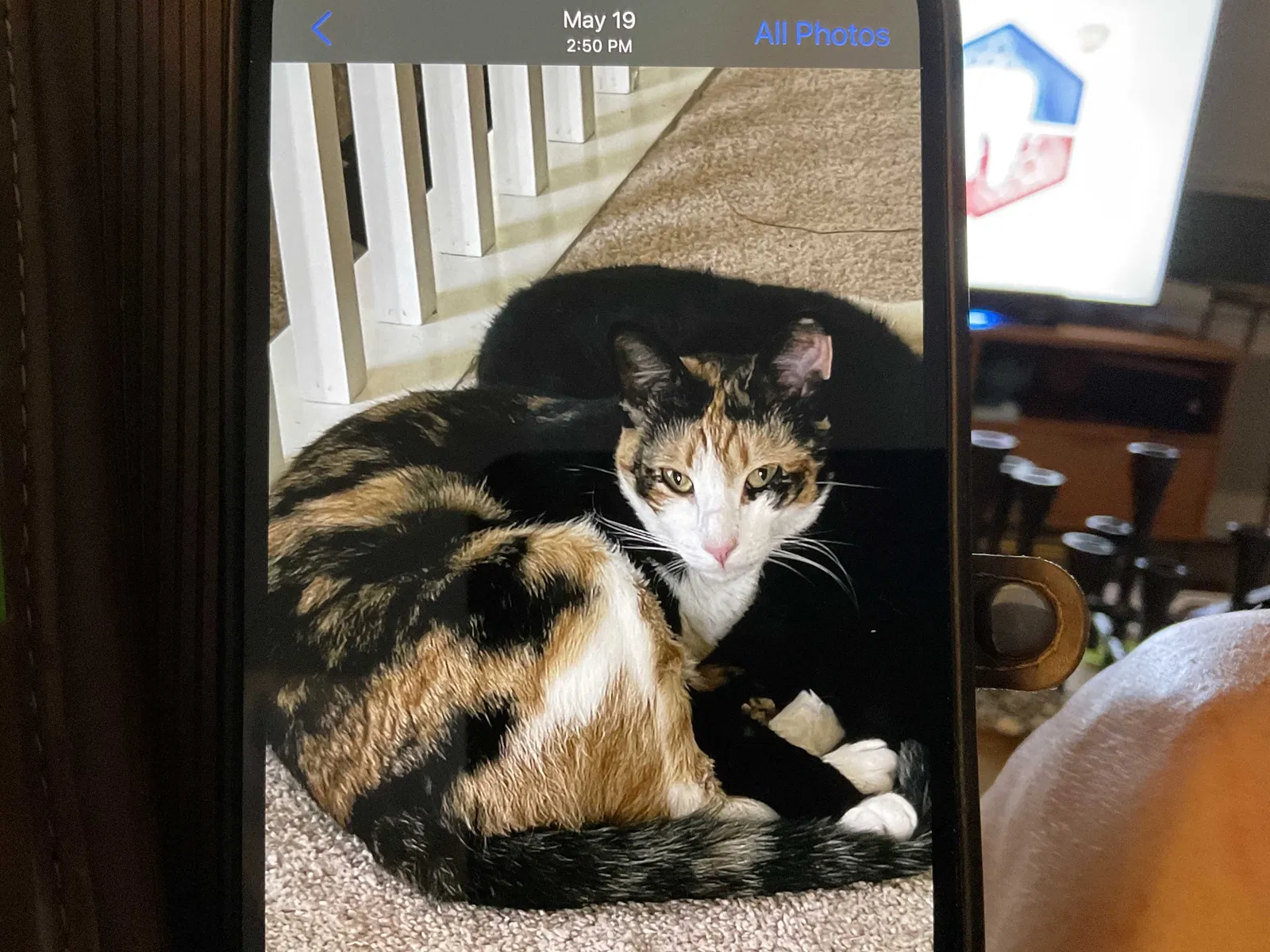 Lost cat in Pass Christian, MS, 39571