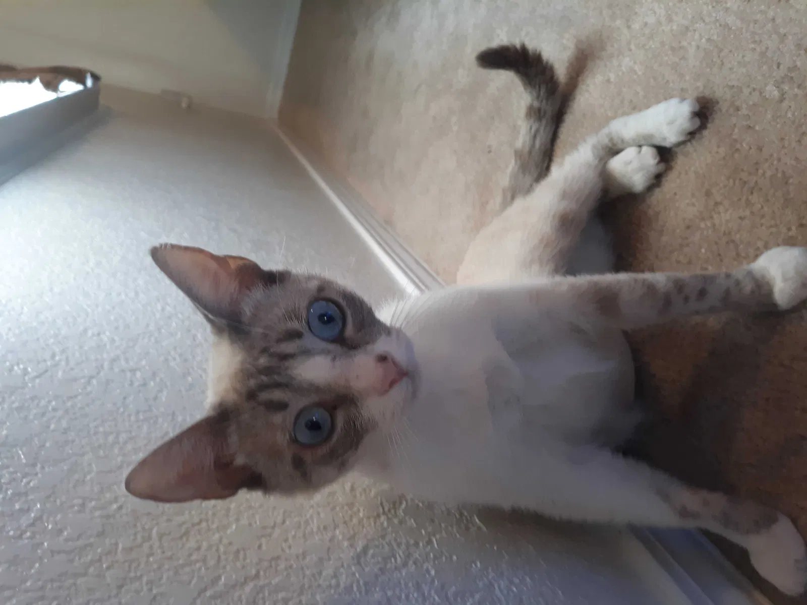 Found cat in Fresno, CA, 93720