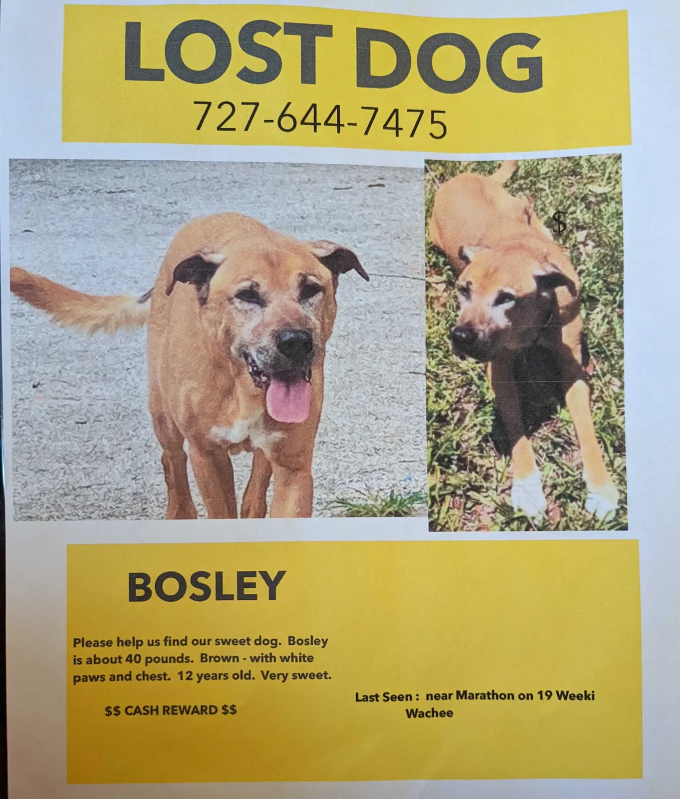 Lost dog in Brooksville, FL, 34614