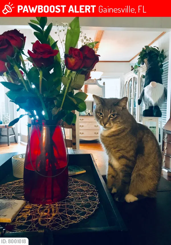 Lost cat in Gainesville, FL, 32601