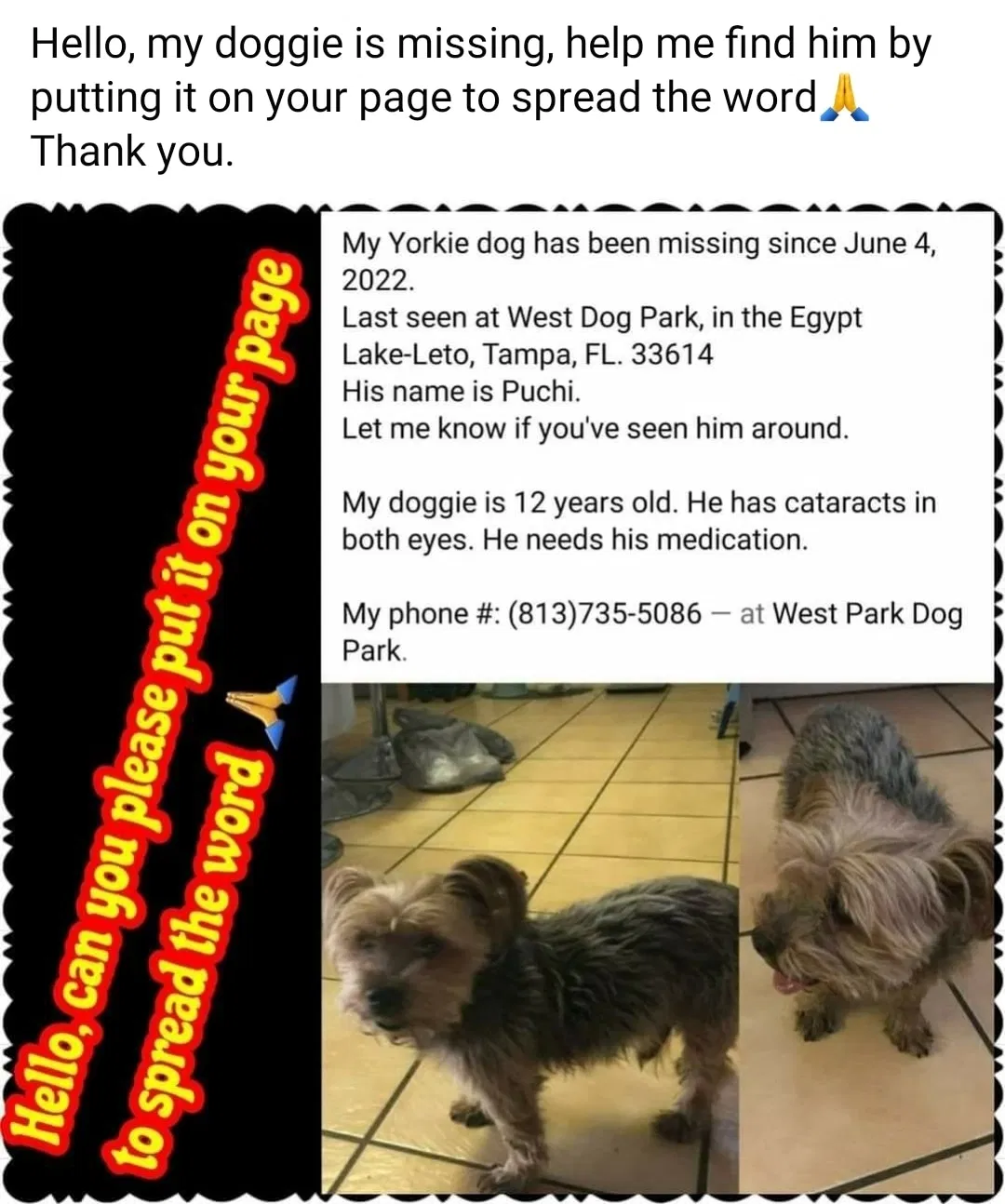 Lost dog in Tampa, FL, 33614