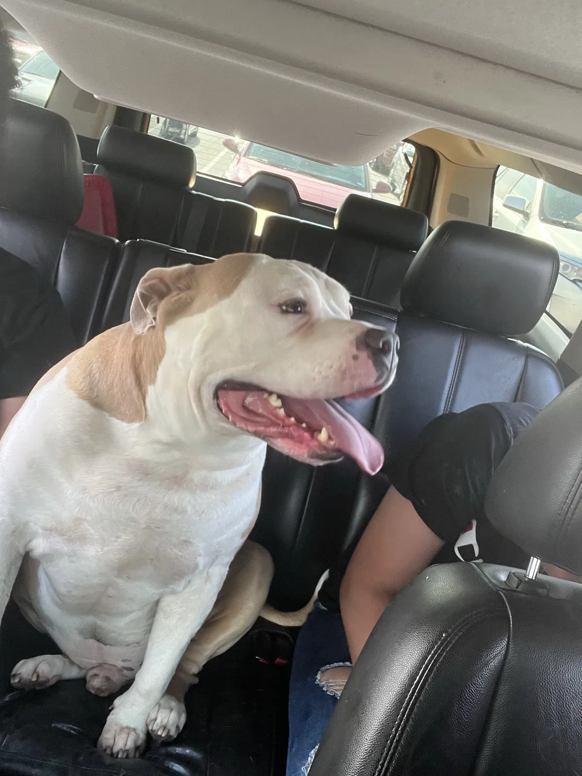 Lost dog in Virginia Beach, VA, 23464