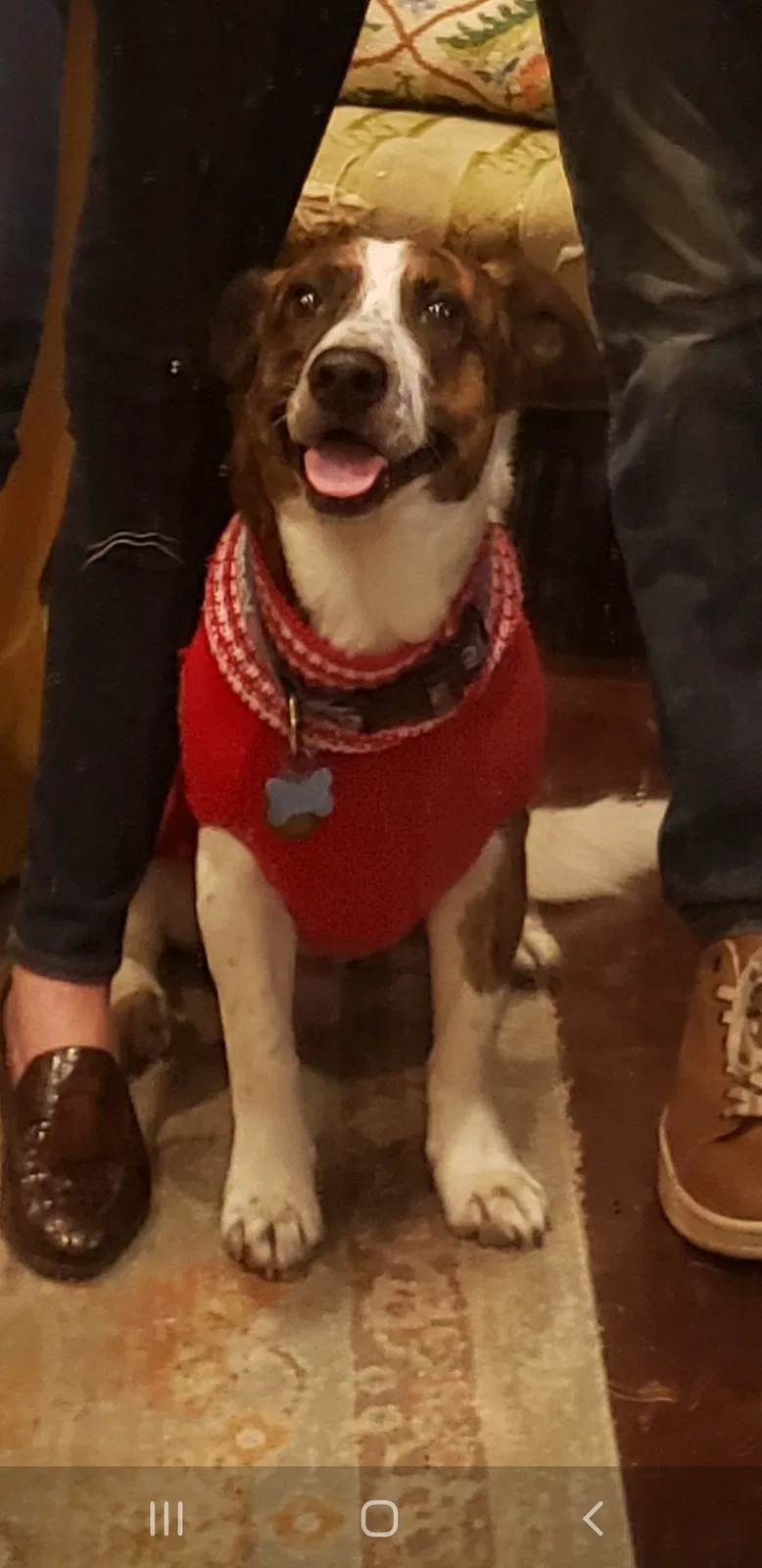 Lost dog in Lafayette, LA, 70501