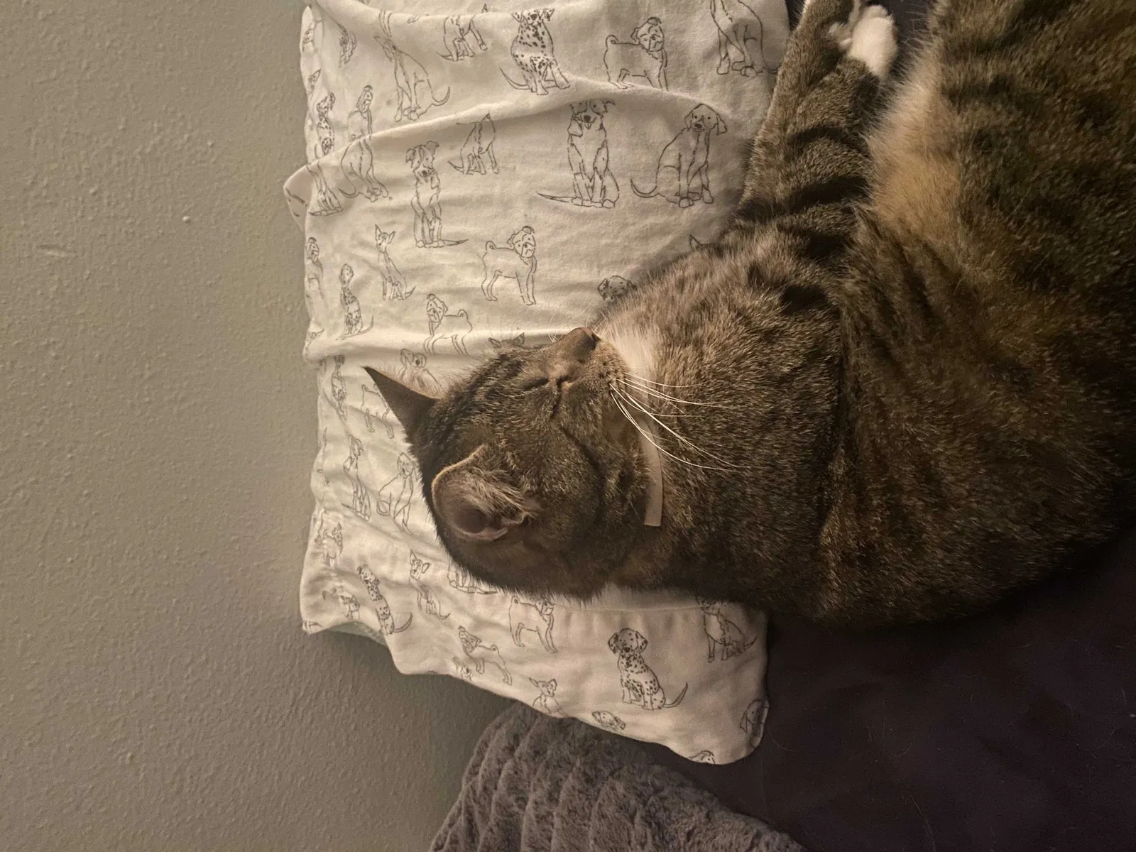 Lost cat in Louisville, OH, 44641