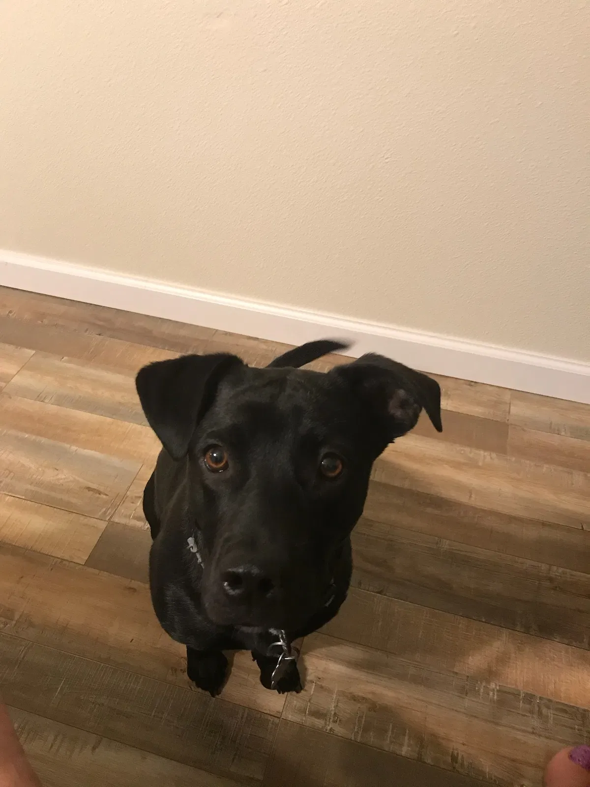 Lost dog in Boise, ID, 83704
