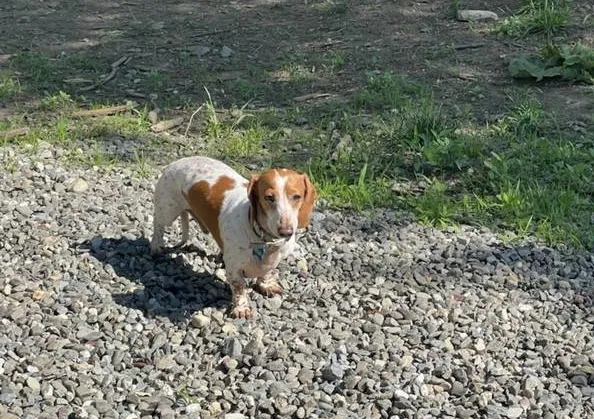 Lost dog in Pine Plains, NY, 12567