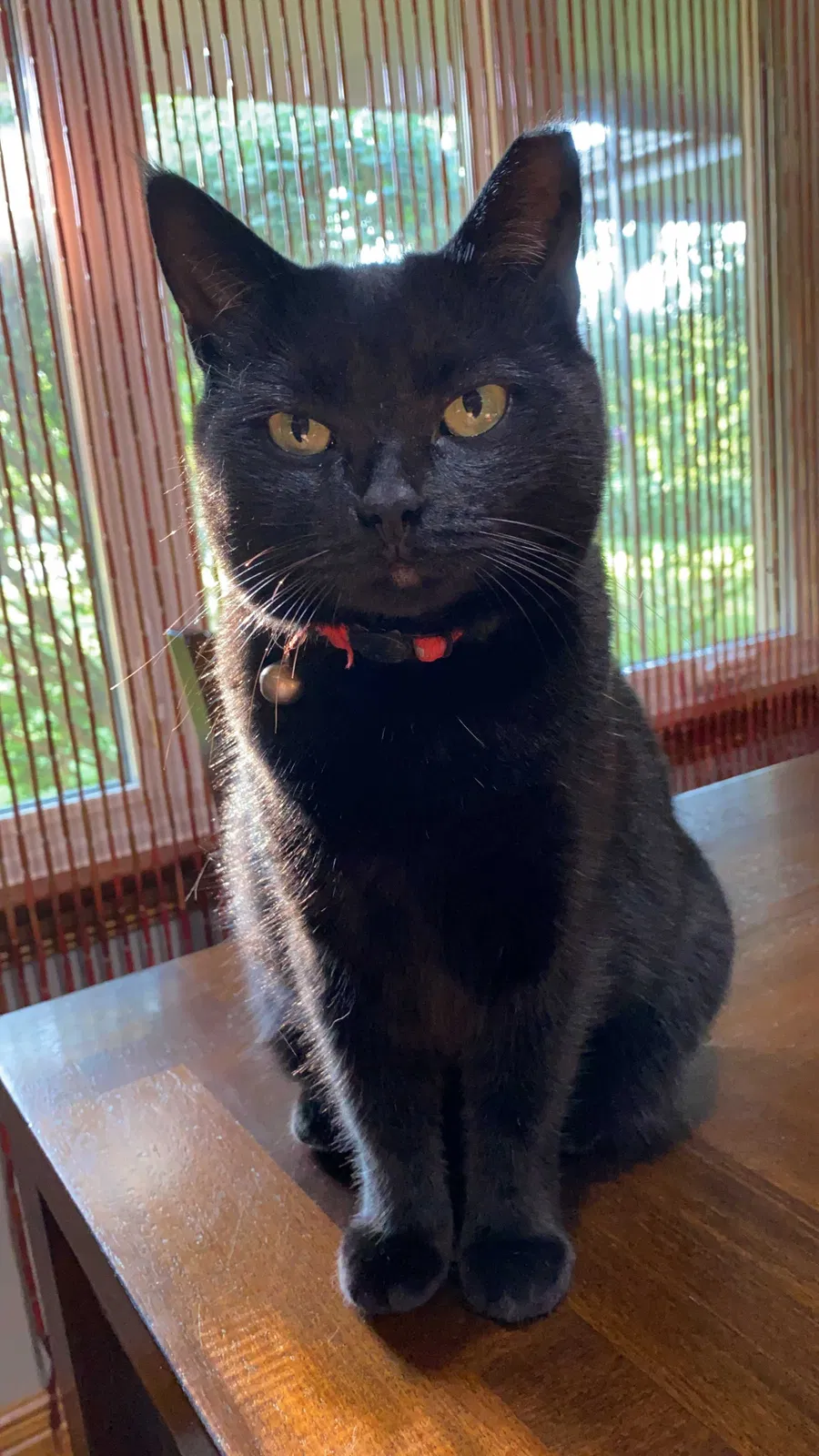 Lost cat in Chagrin Falls, OH, 44022