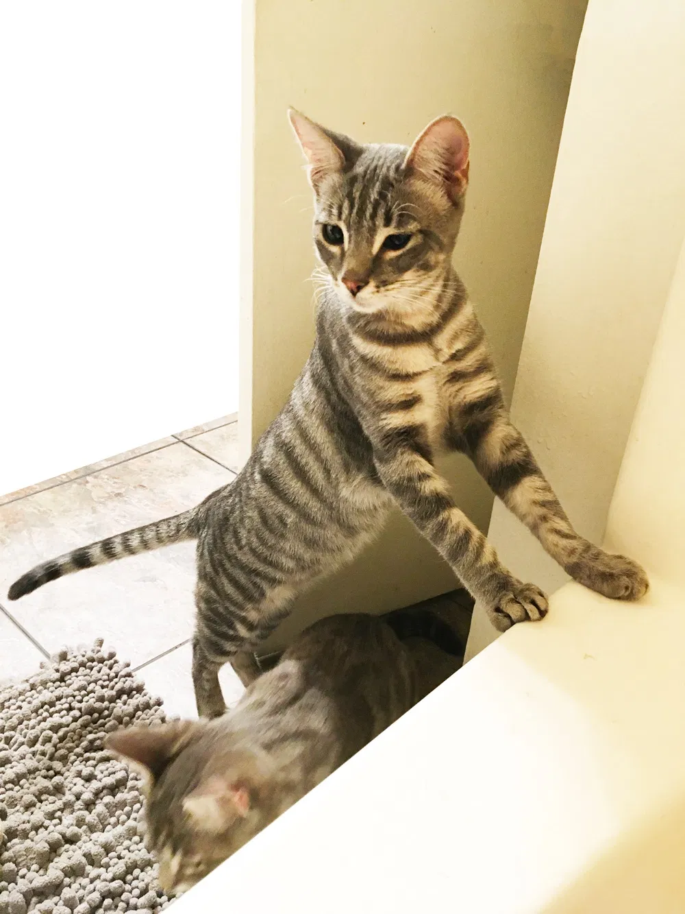 Lost cat in Los Angeles, CA, 90065
