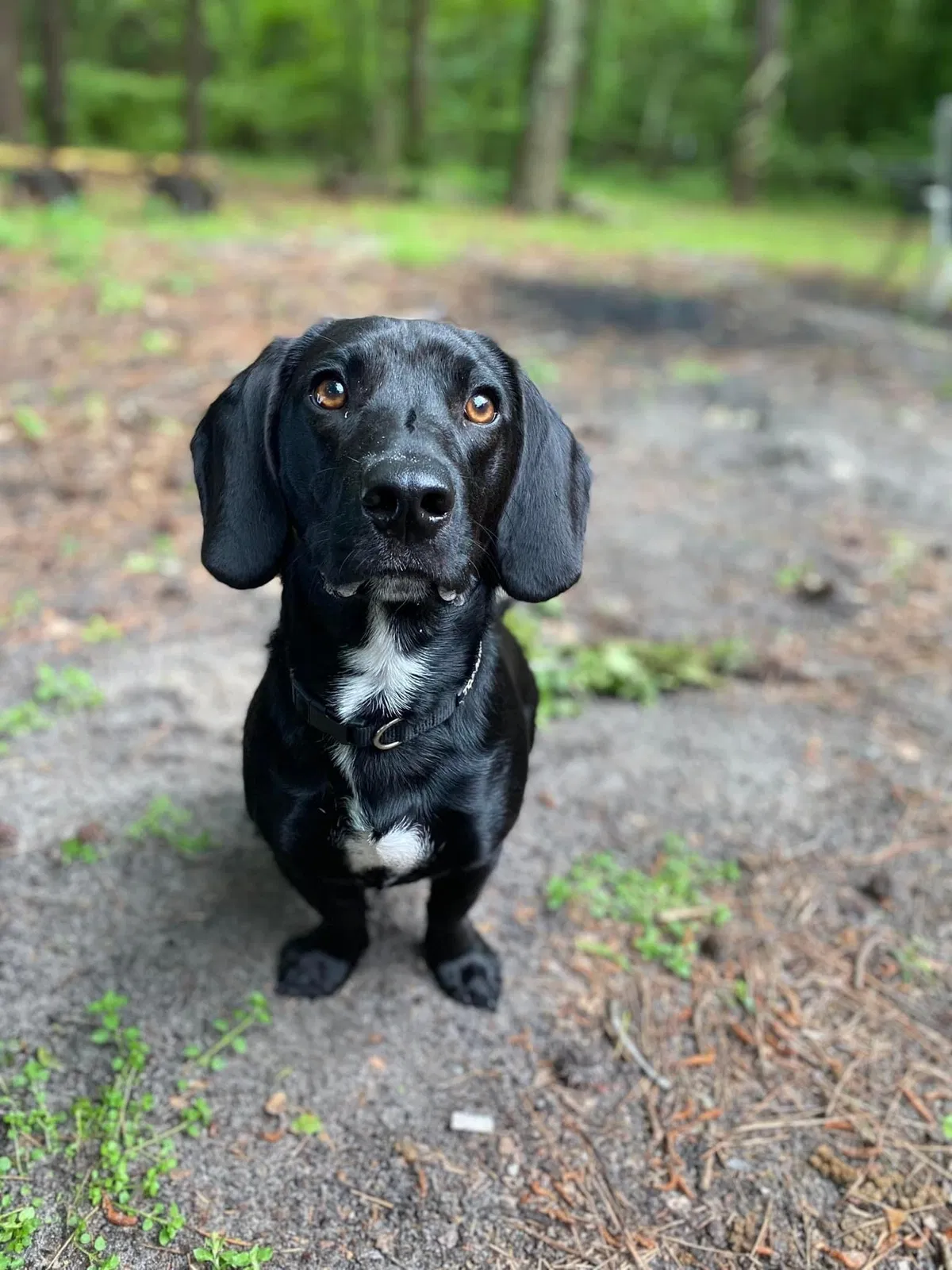 Lost dog in South Mills, NC, 27976