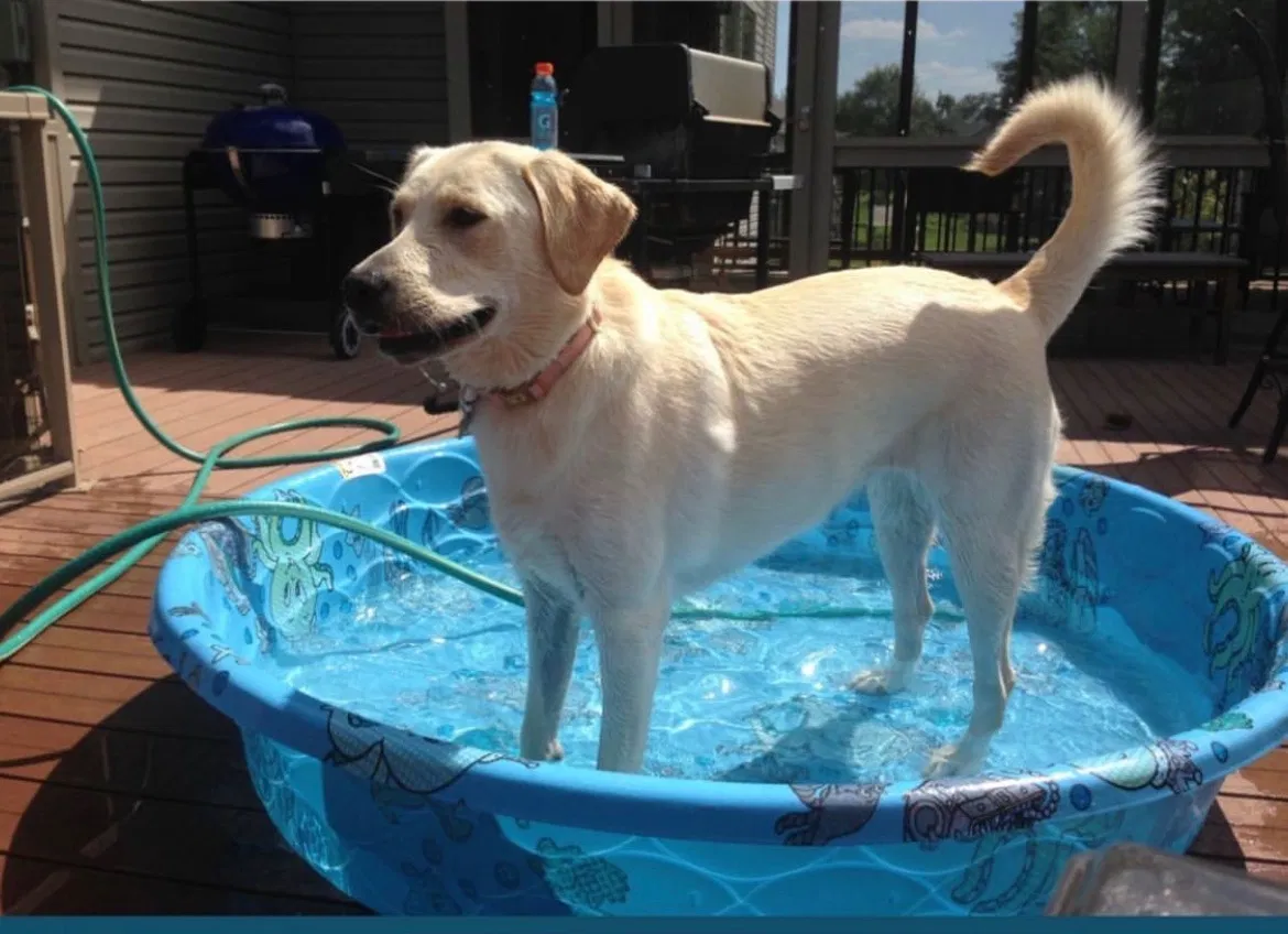 Lost dog in Andover, MN, 55304