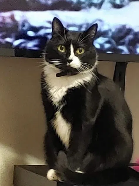 Lost cat in Minneapolis, MN, 55404