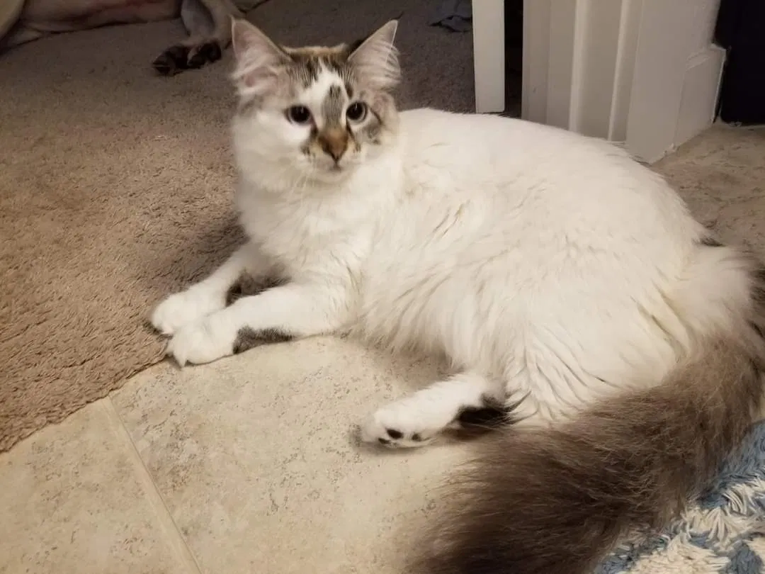 Lost cat in Fort Worth, TX, 76131
