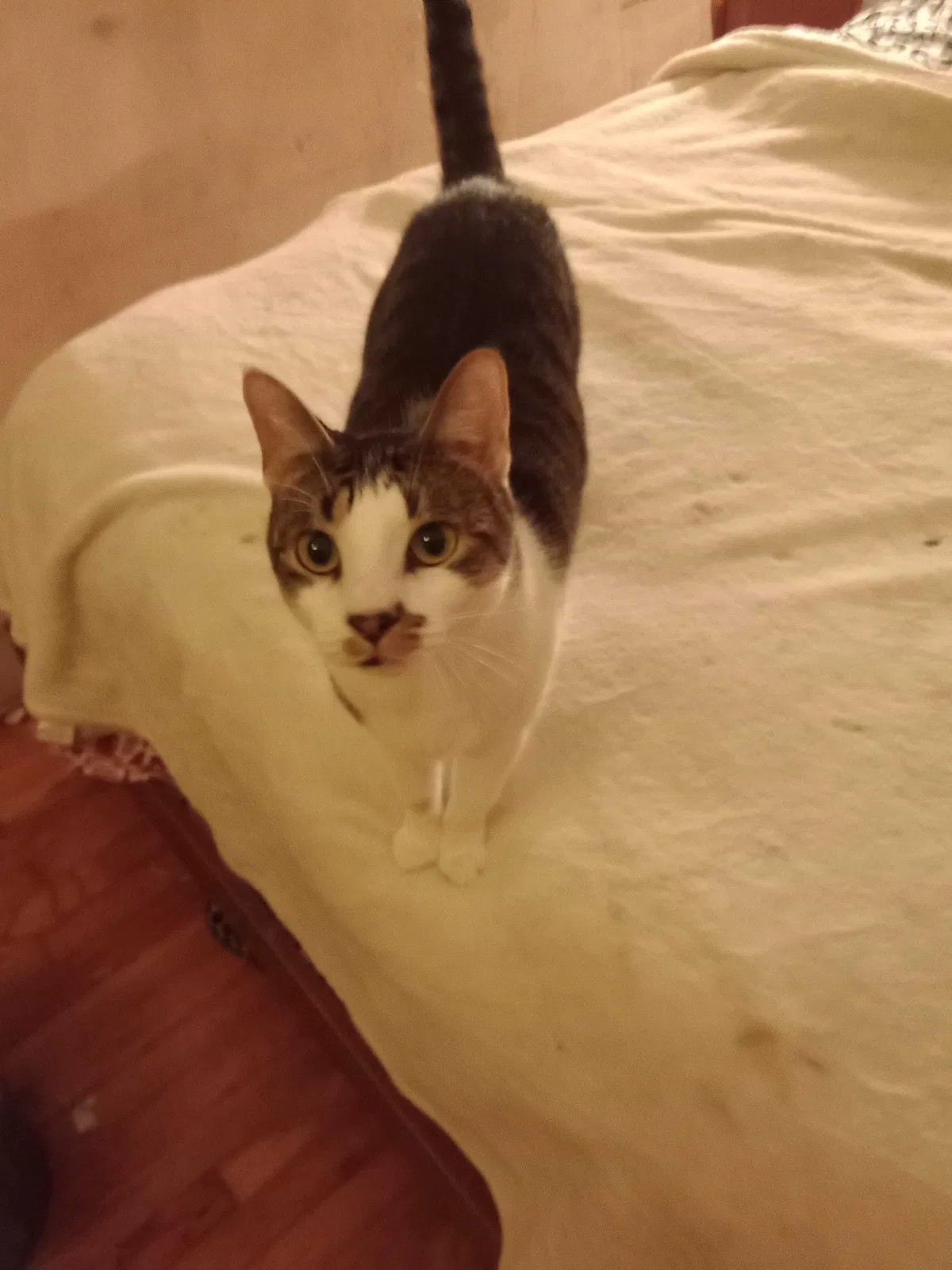 Lost cat in Carencro, LA, 70520
