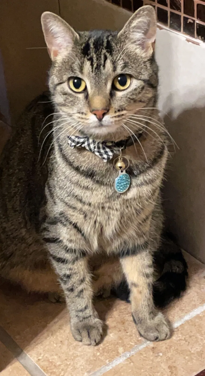 Lost cat in Carpentersville, IL, 60110