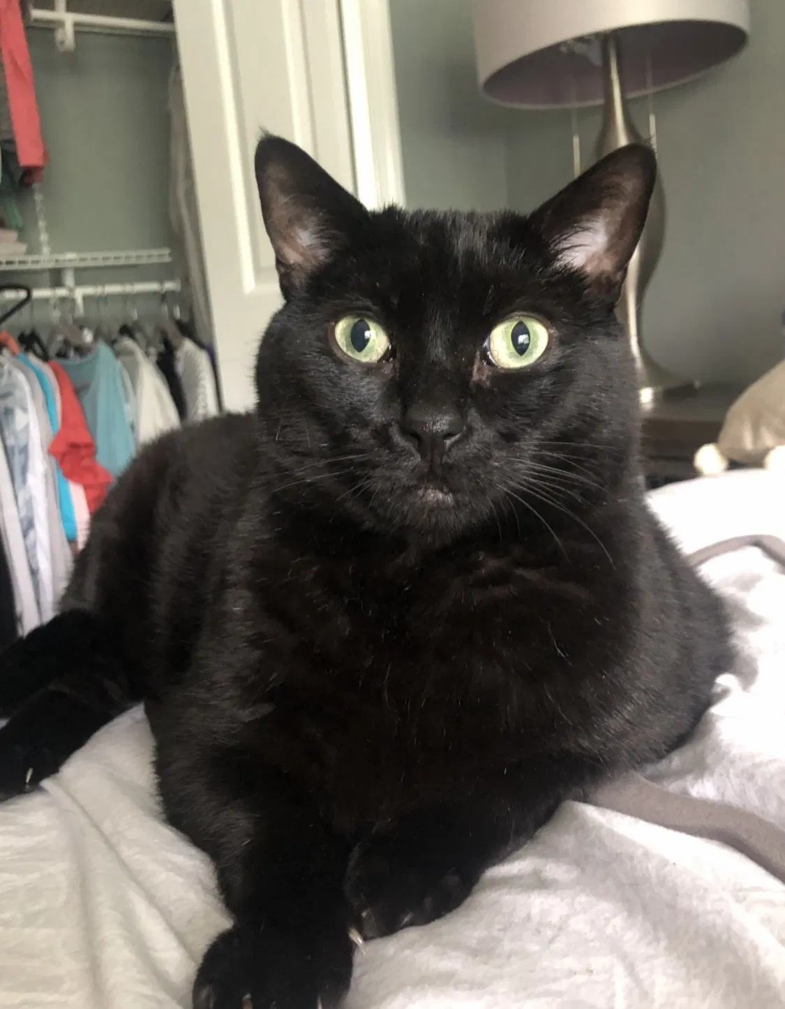 Lost cat in Decatur, GA, 30033