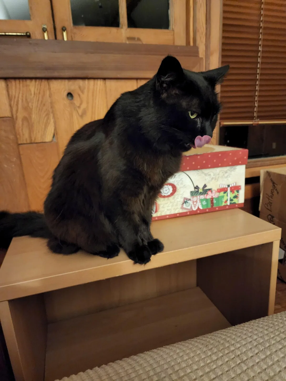 Lost cat in Walnut Creek, CA, 94595
