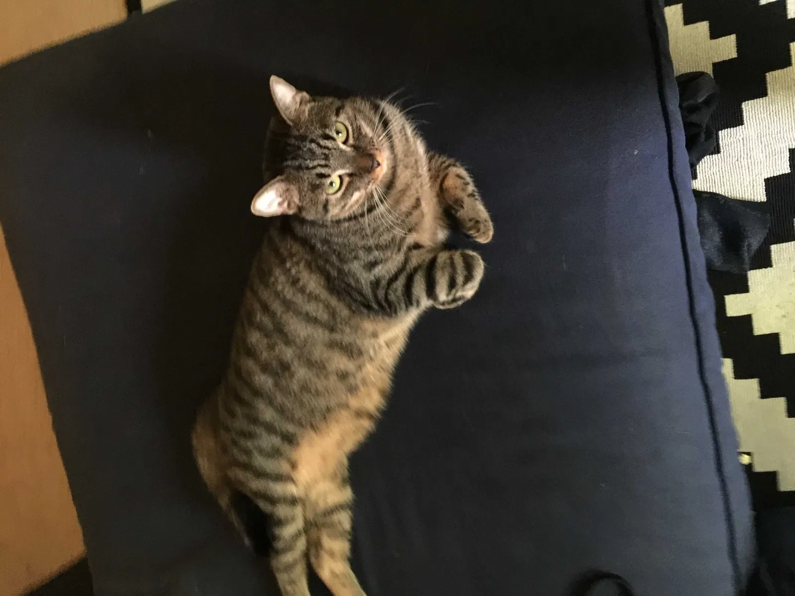 Lost cat in Centreville, VA, 20120