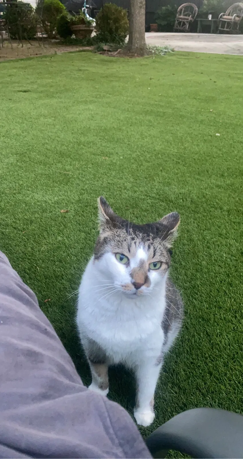 Lost cat in Charlotte, NC, 28209