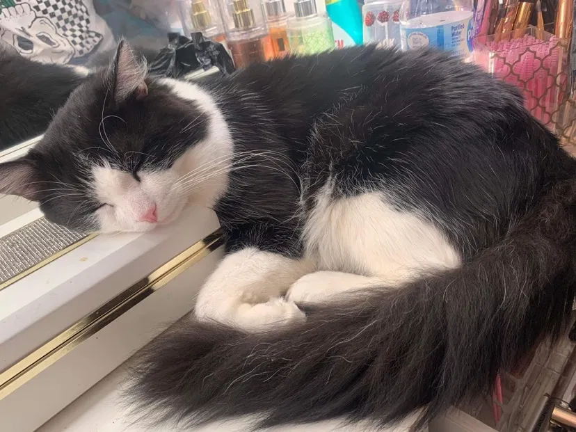 Lost cat in San Diego, CA, 92113