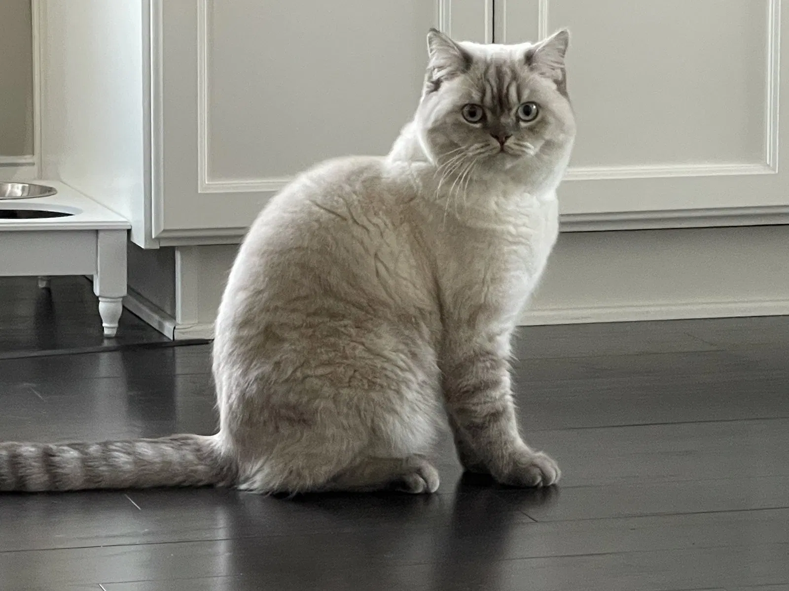 Lost cat in Collegeville, PA, 19426