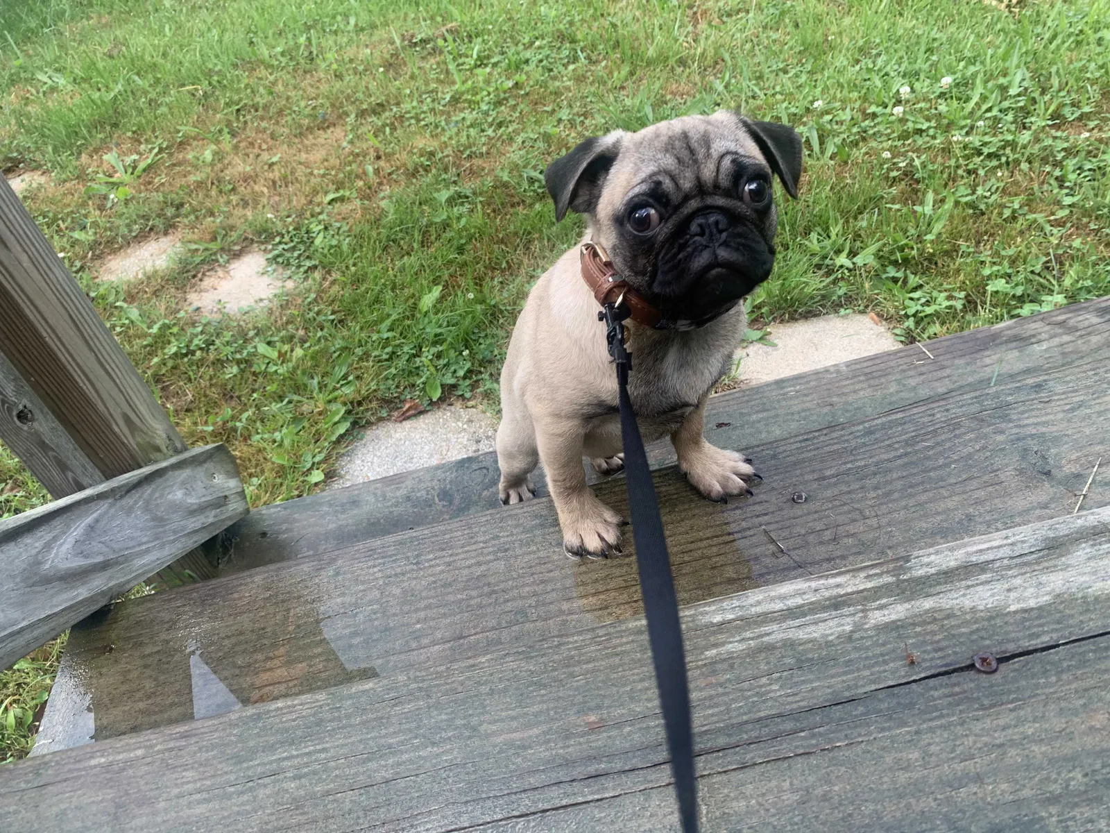 Lost dog in Gibsonville, NC, 27249
