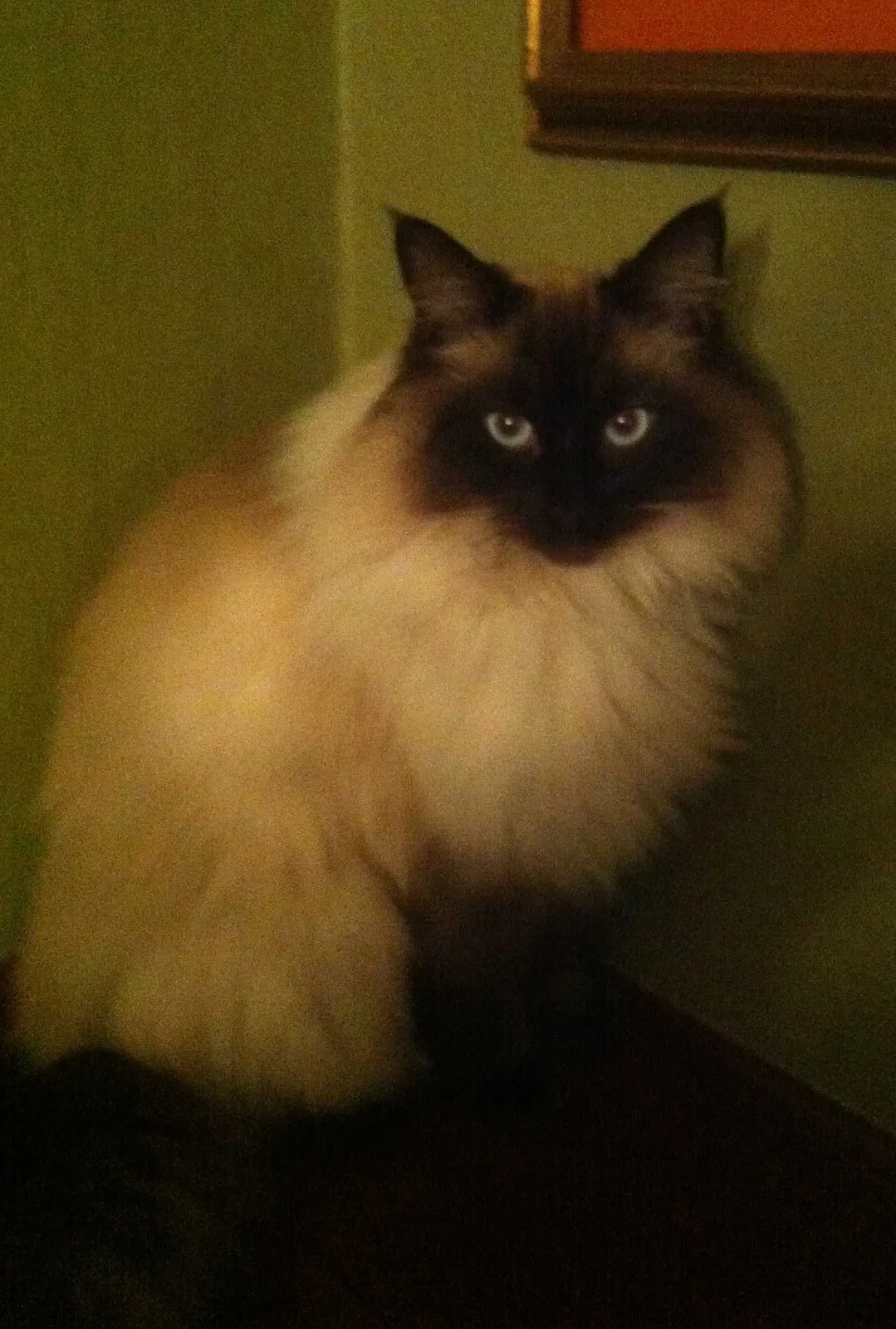 Lost cat in Portland, OR, 97217