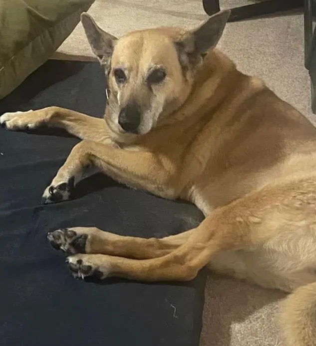Lost dog in Keedysville, MD, 21756