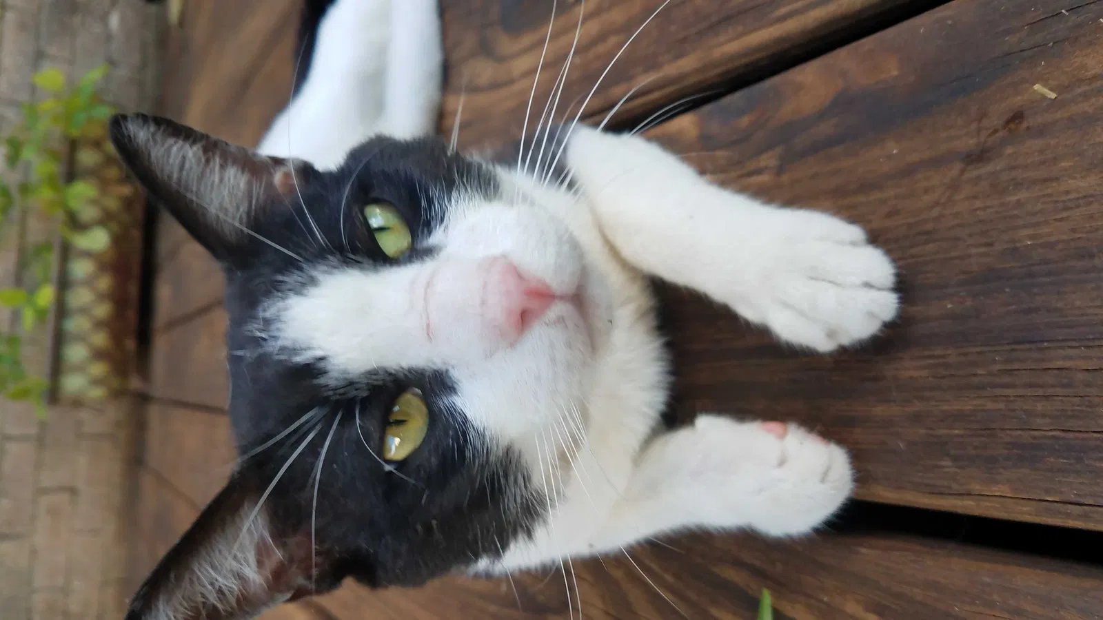 Lost cat in Dallas, TX, 75243