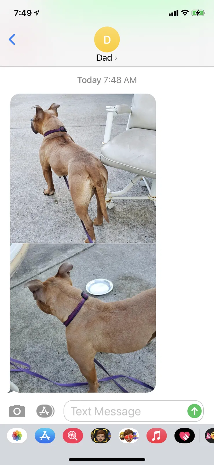Found dog in Cedar Lake, IN, 46303