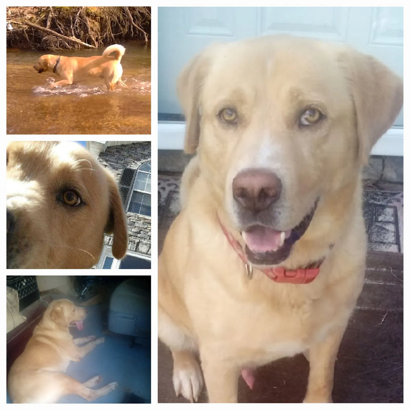 Lost dog in Decatur, GA, 30035