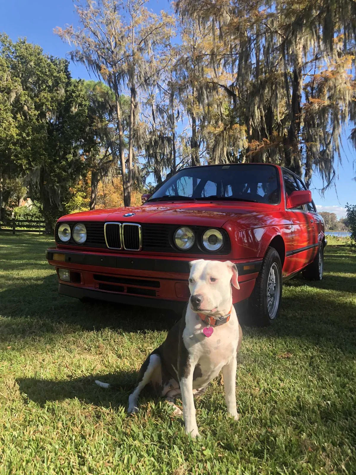 Lost dog in Orlando, FL, 32839