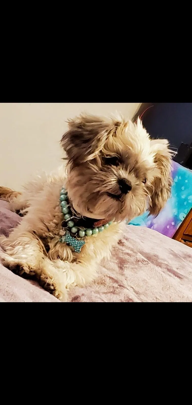 Lost dog in Albuquerque, NM, 87112
