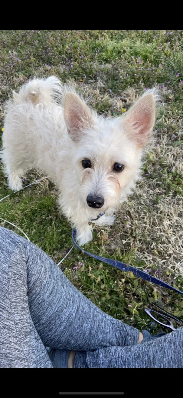 Lost dog in Hazel Green, AL, 35750