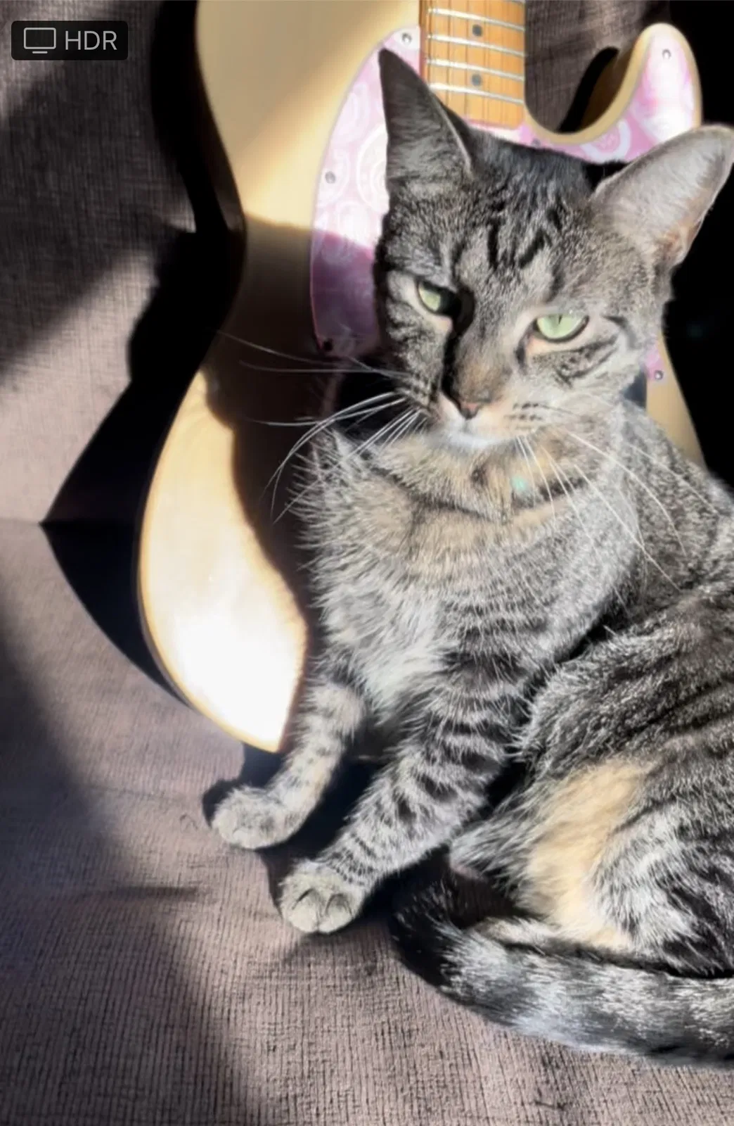Lost cat in Nashville, TN, 37210