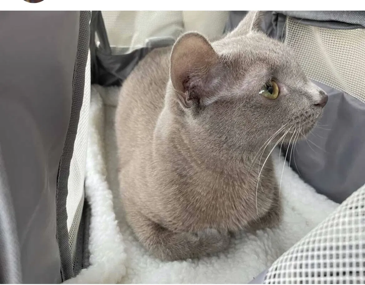 Lost cat in Cicero, IL, 60804