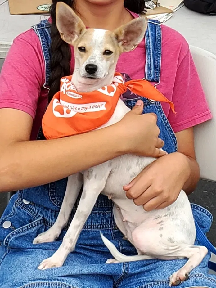 Lost dog in Elk Grove, CA, 95758