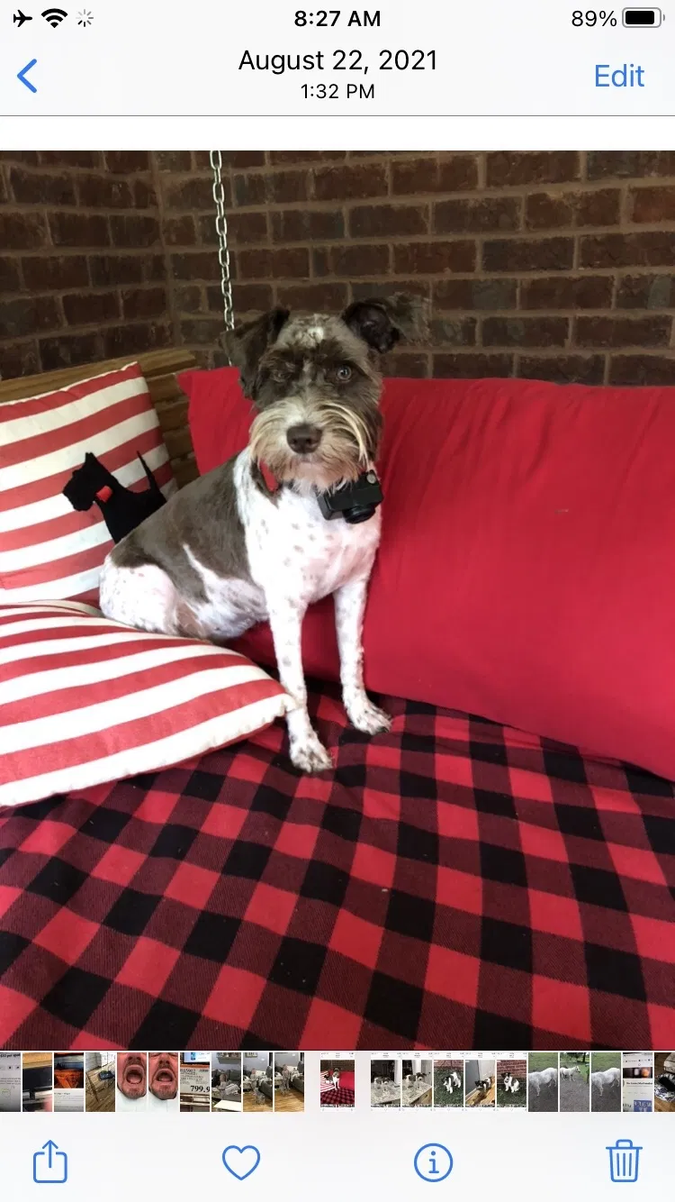 Lost dog in Lascassas, TN, 37085