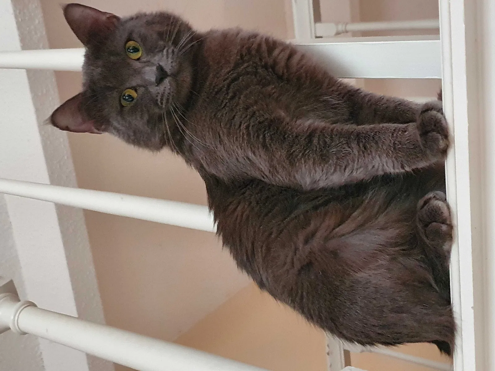 Lost cat in Missouri City, TX, 77459