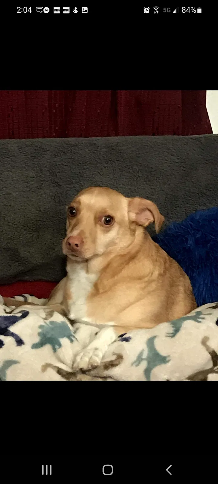 Lost dog in Riverside, CA, 92503