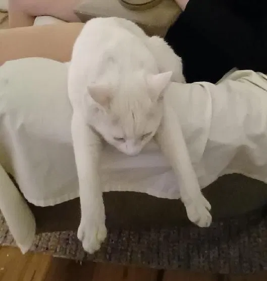 Lost cat in Phoenix, AZ, 85034